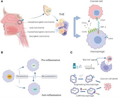 Macrophages: plastic participants in the diagnosis and treatment of head and neck squamous cell carcinoma